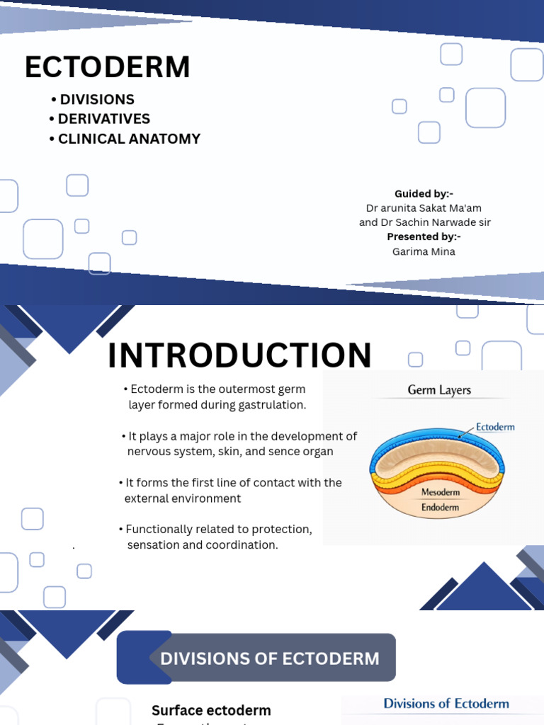 Ectoderm - Divisions - Derivatives - Clinical Anatomy - 20260201 ...