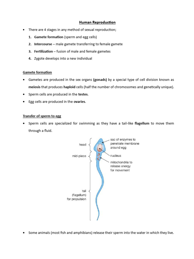 Human Reproduction | PDF | Menstrual Cycle | Ovary