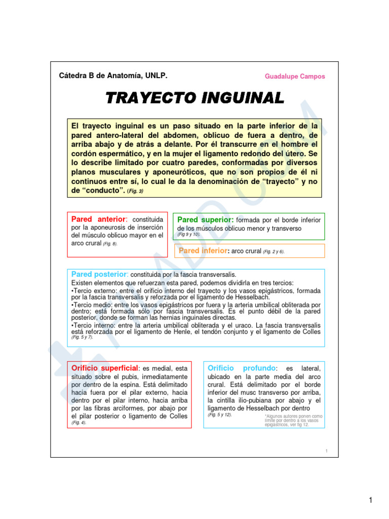 Trayecto Inguinal | PDF | Sistema musculoesquelético | Anatomía del ...