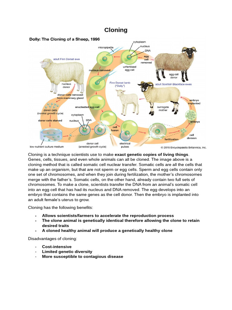 Animal Reproductive Technology | PDF | Cloning | In Vitro Fertilisation