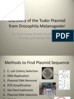 Discovery of The Tudor Plasmid From Drosophila Melanogaster