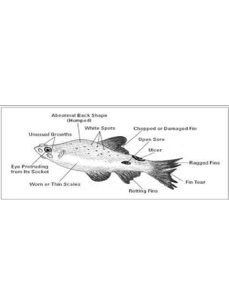 Fish | PDF