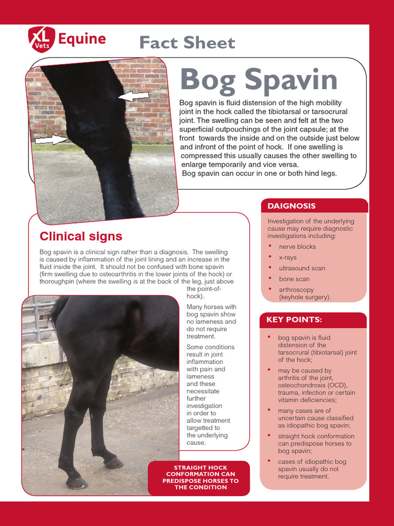 XLVets Equine Rebranded 028 Bog Spavin Factsheet | PDF