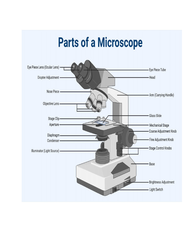 Microscope | PDF
