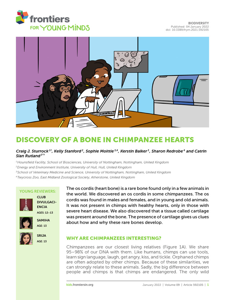 Discovery of a Bone in Chimpanzee Hearts | PDF | Histology | Cardiac Muscle