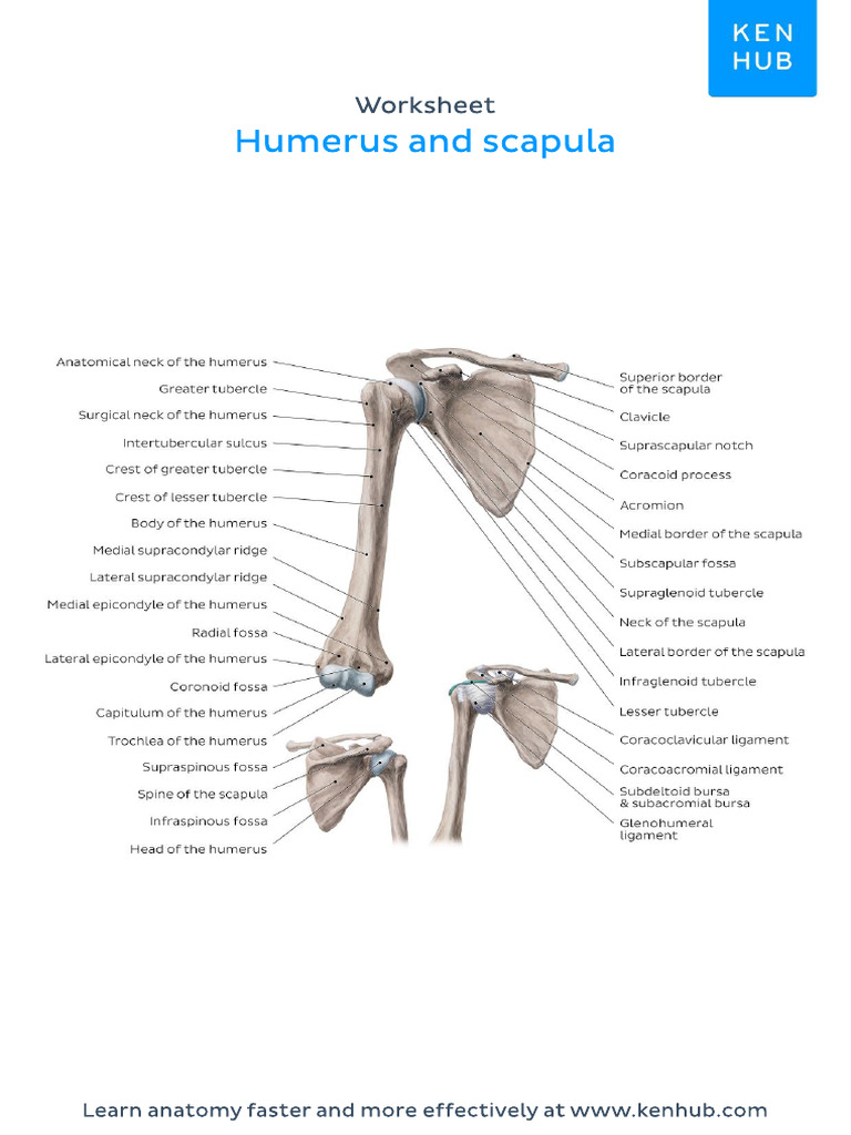 Worksheet Humerus Scapula Labeled | PDF
