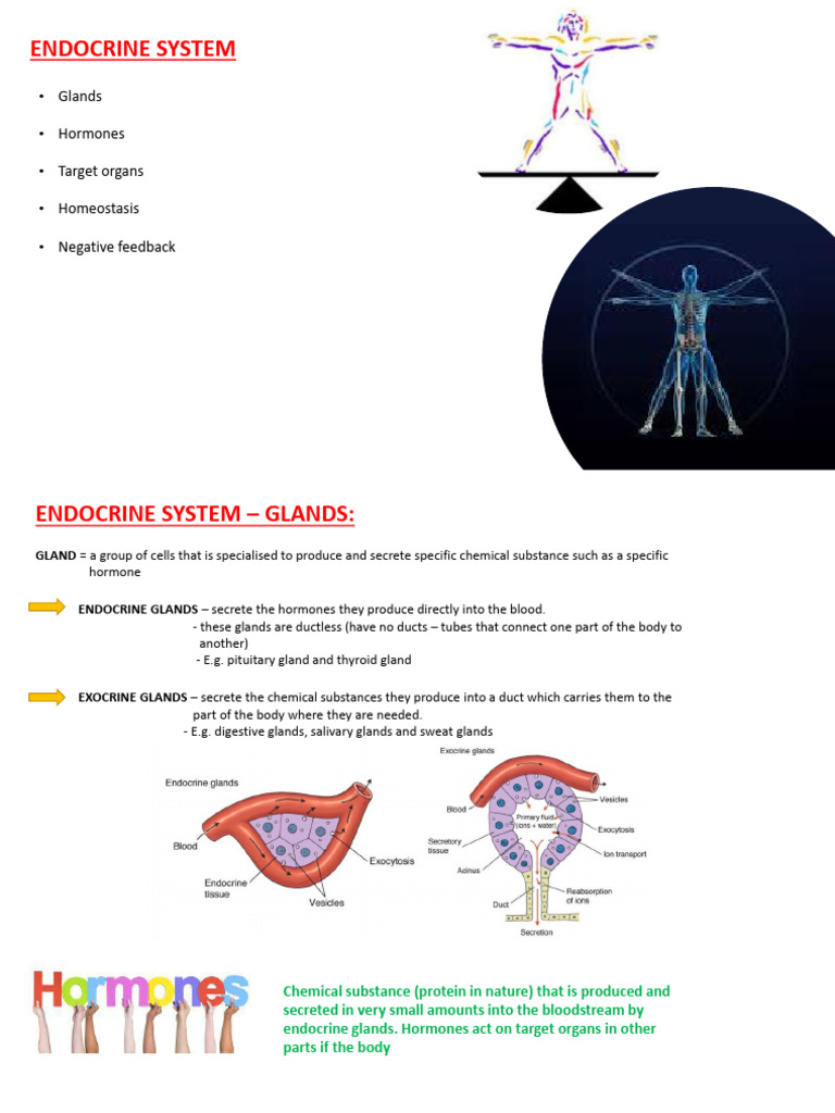 Endocrine System Printable | PDF | Endocrine System | Hormone