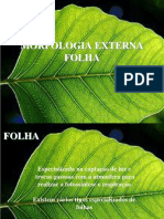 Morfologia folha fotossíntese