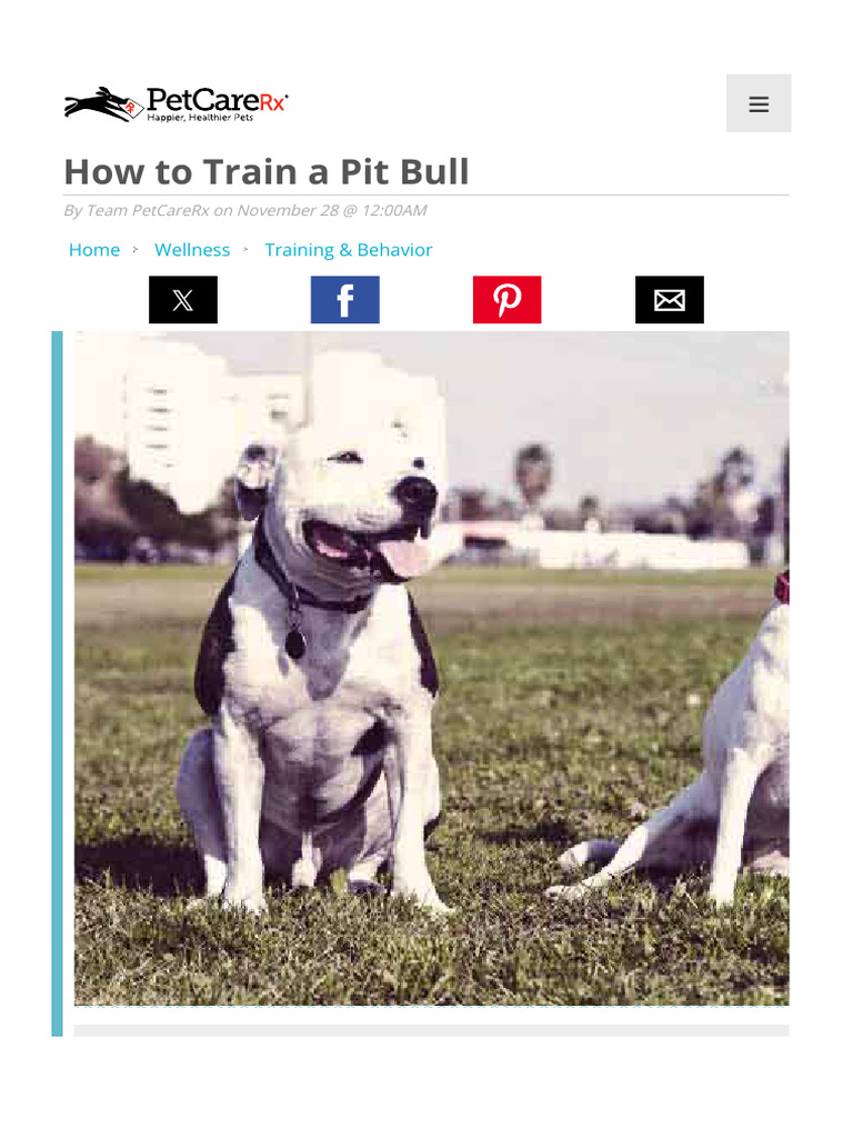 How To Train A Pit Bull | PDF | Dog Training | Pit Bull