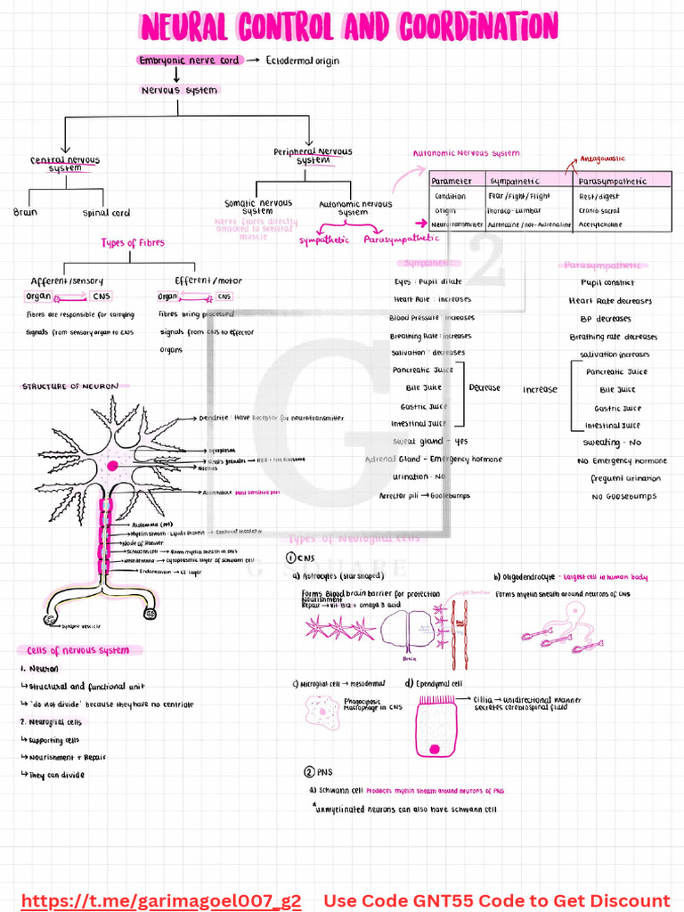 Neural Control and Coordination 1 by Garima Mam | PDF