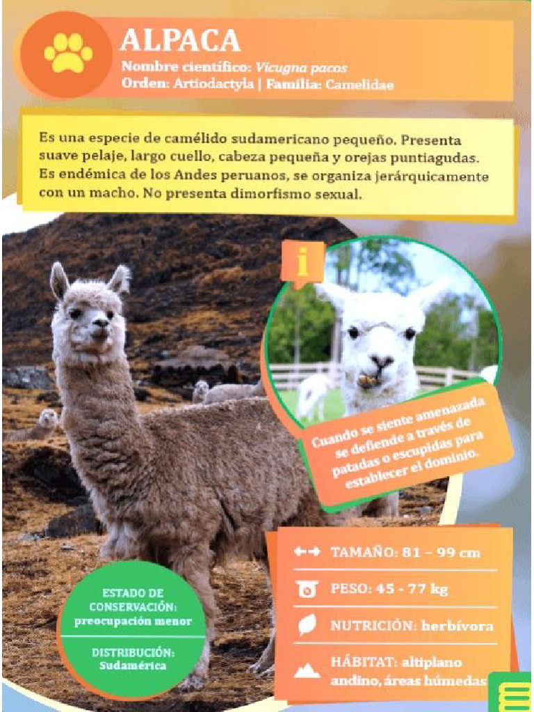 Alpaca | PDF