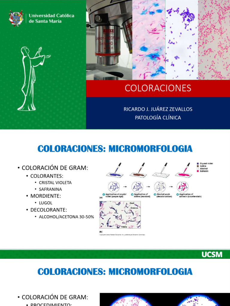 COLORACIONES | PDF