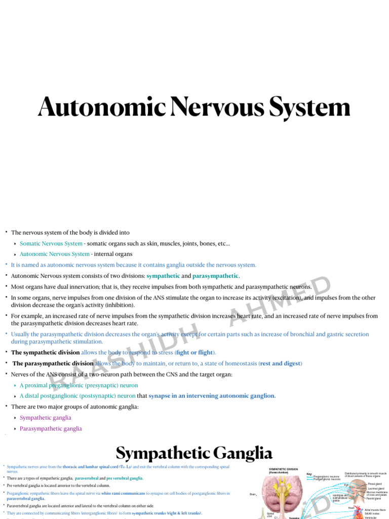Autonomic Nervous System | PDF | Autonomic Nervous System | Spinal Cord