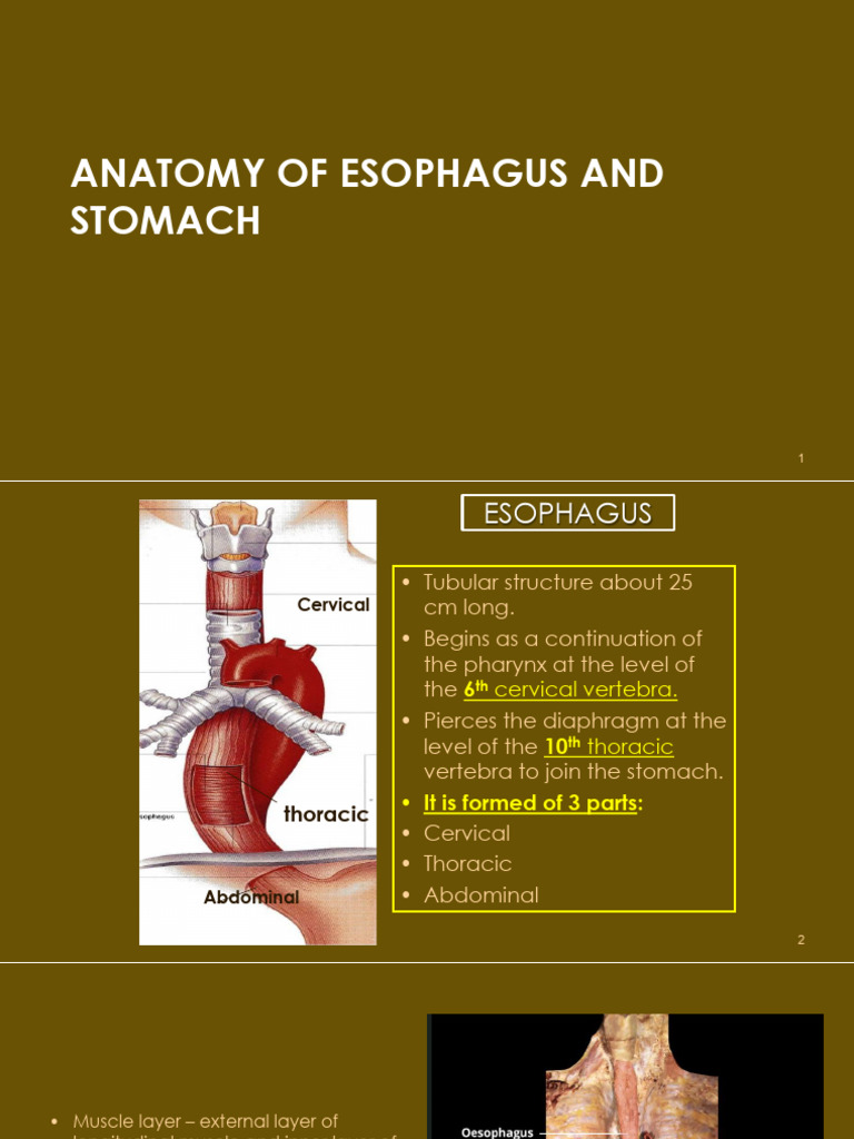 Anatomy of Esophagus and Stomach | PDF | Esophagus | Stomach