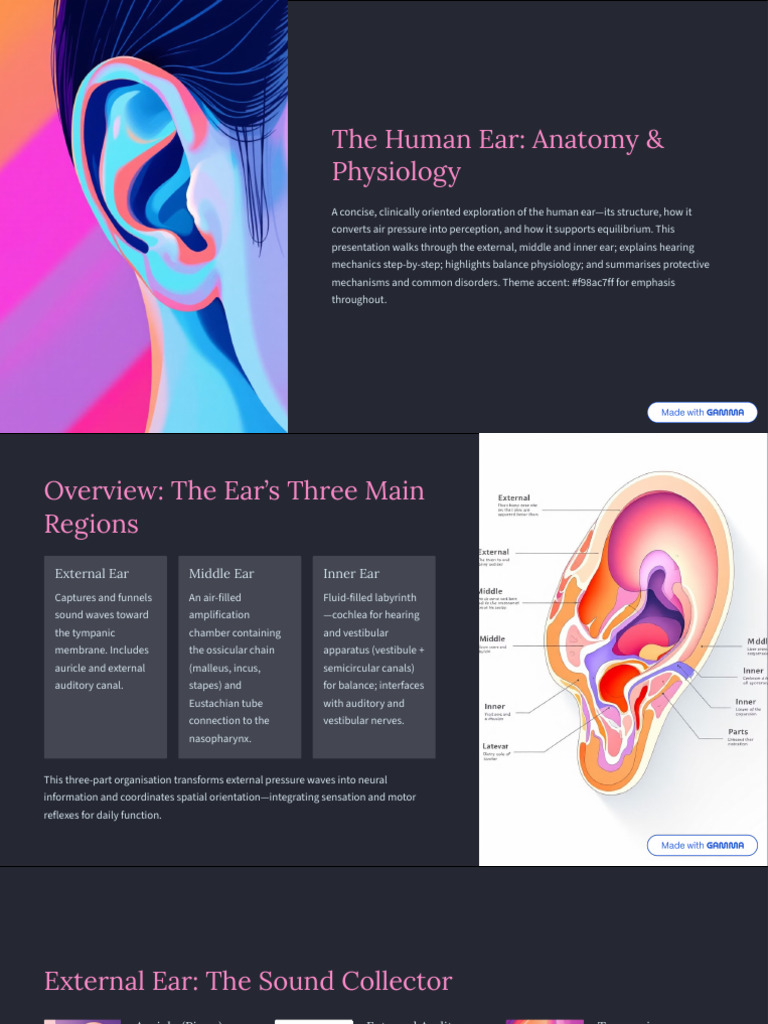 The Human Ear Anatomy and Physiology | PDF | Ear | Hearing