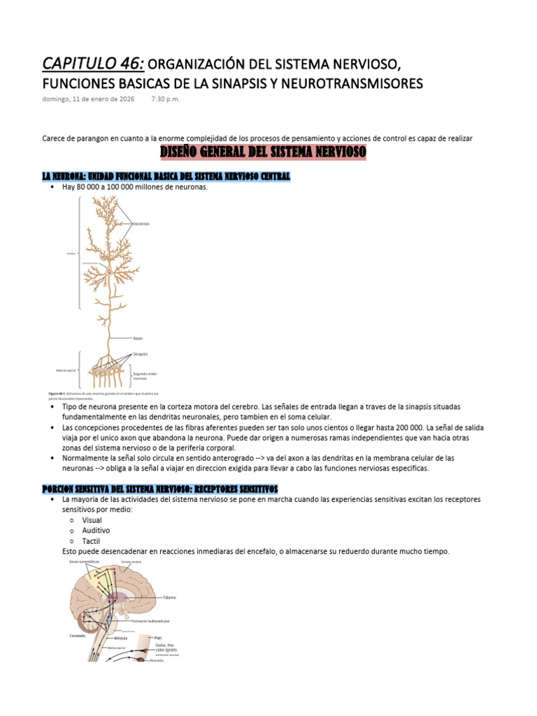 CAPITULO 46 ORGANIZACIÓN DEL SISTEMA NERVIOSO | PDF | Sinapsis | Neurona