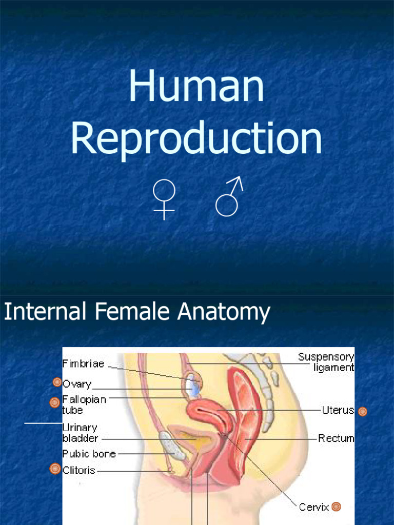 Human Reproduction | PDF