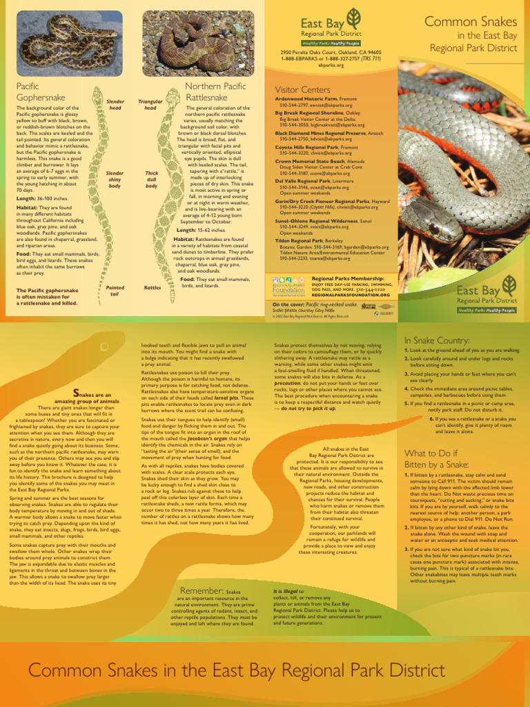 Common Snakes Brochure 20180927 | PDF | Snake | Rattlesnake