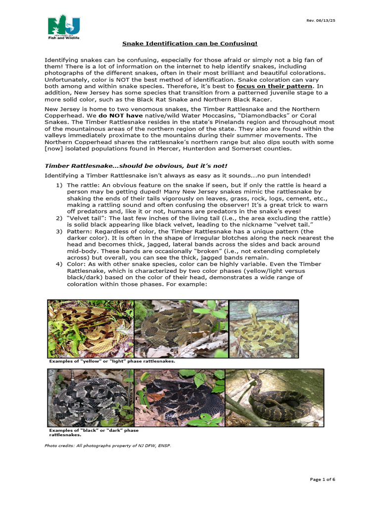 Snake Id-Avoid Confusion | PDF | Rattlesnake | Snake