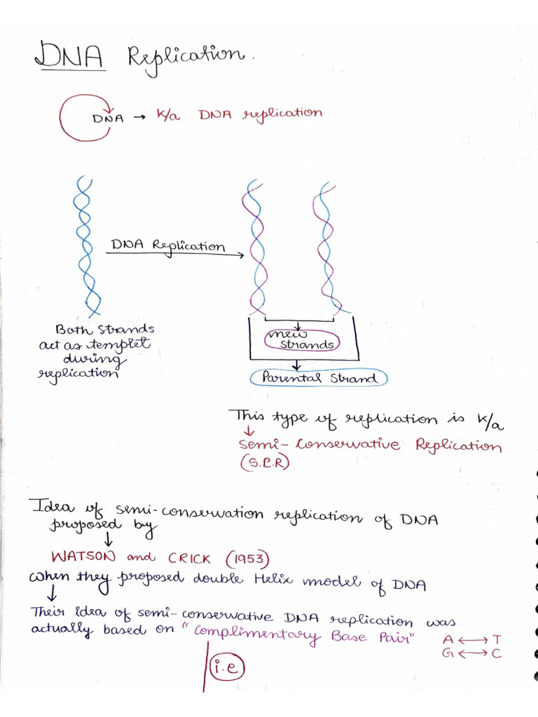 Dna Replication | PDF