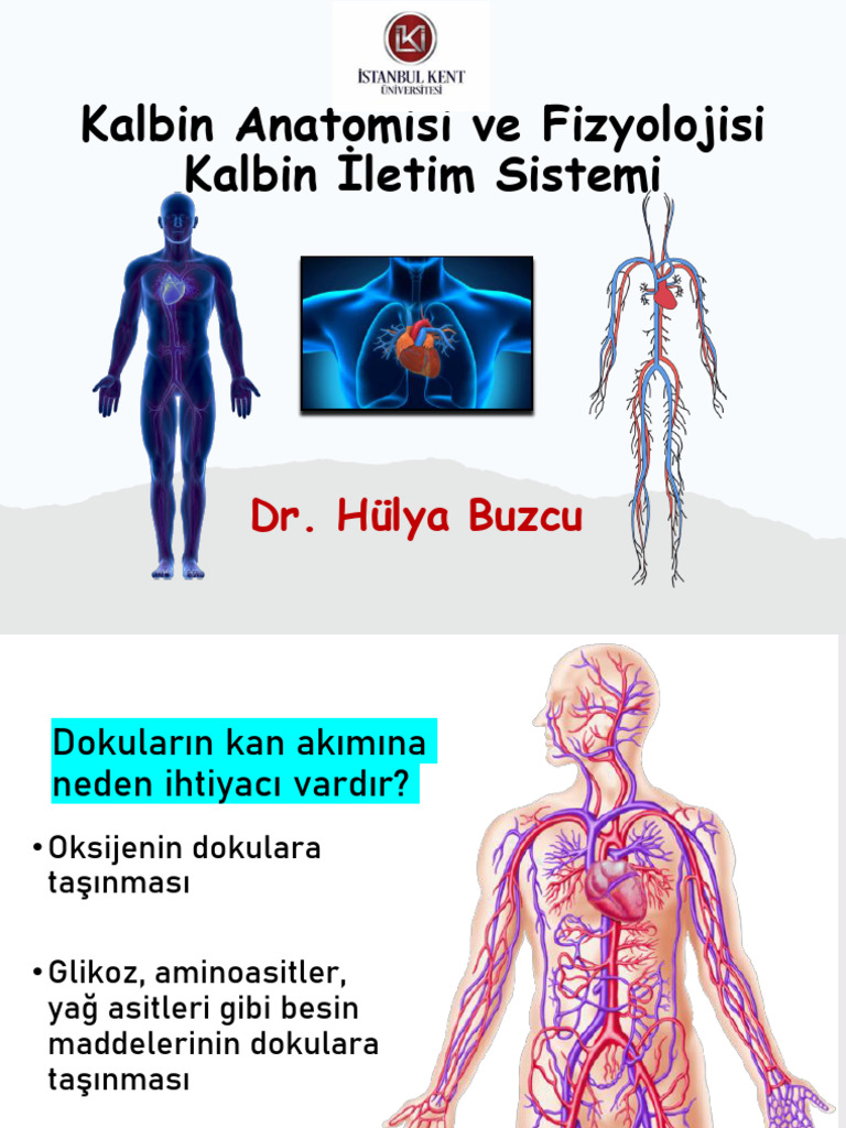 Kalbin Anatomisi Ve Fizyolojisi | PDF