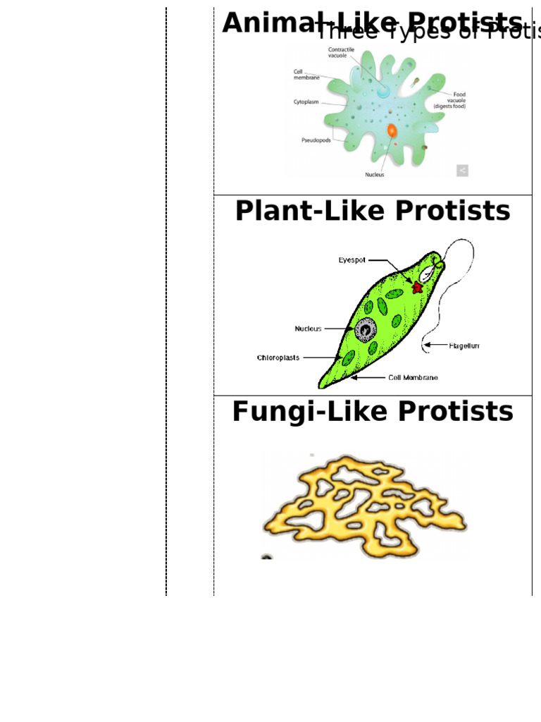 Sc7+ +Wk22+ +Protists+Notebook+Activity+ 2 | PDF