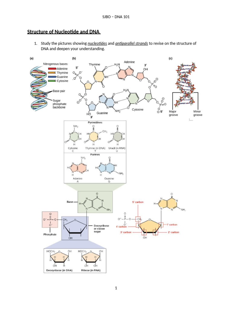 Dna 101 | PDF | Dna Replication | Dna