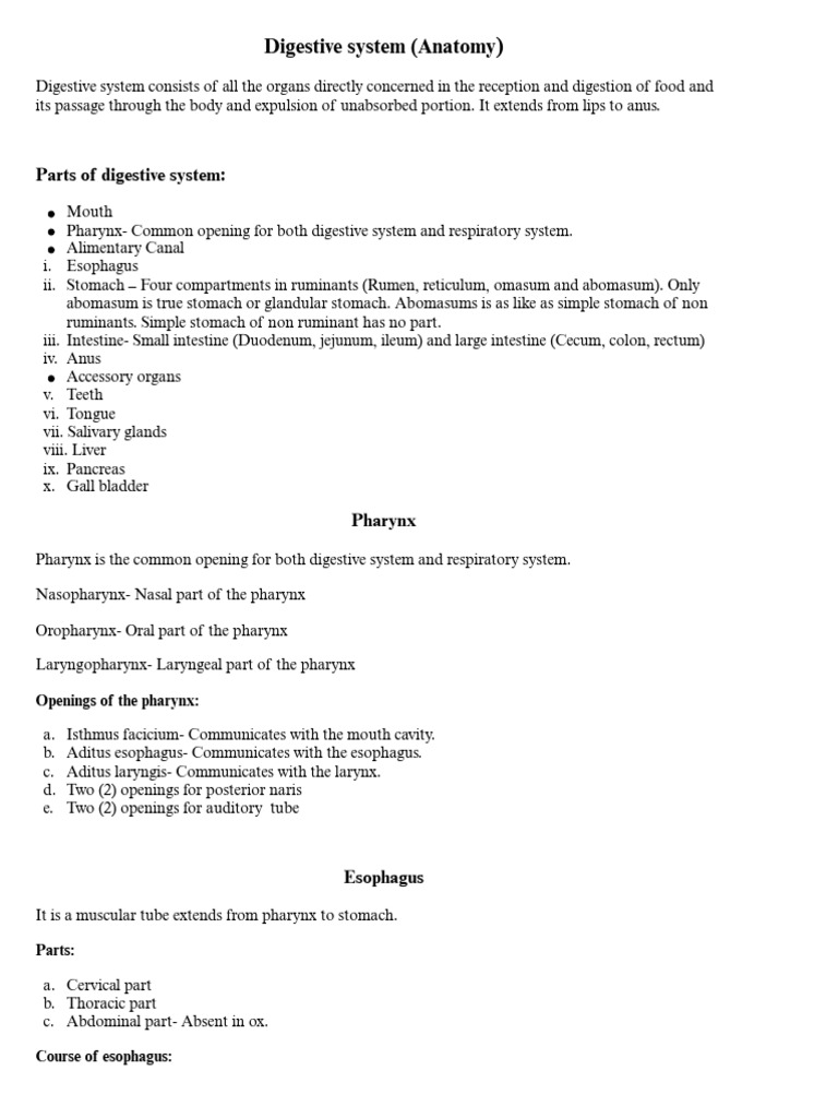 Digestive System | PDF