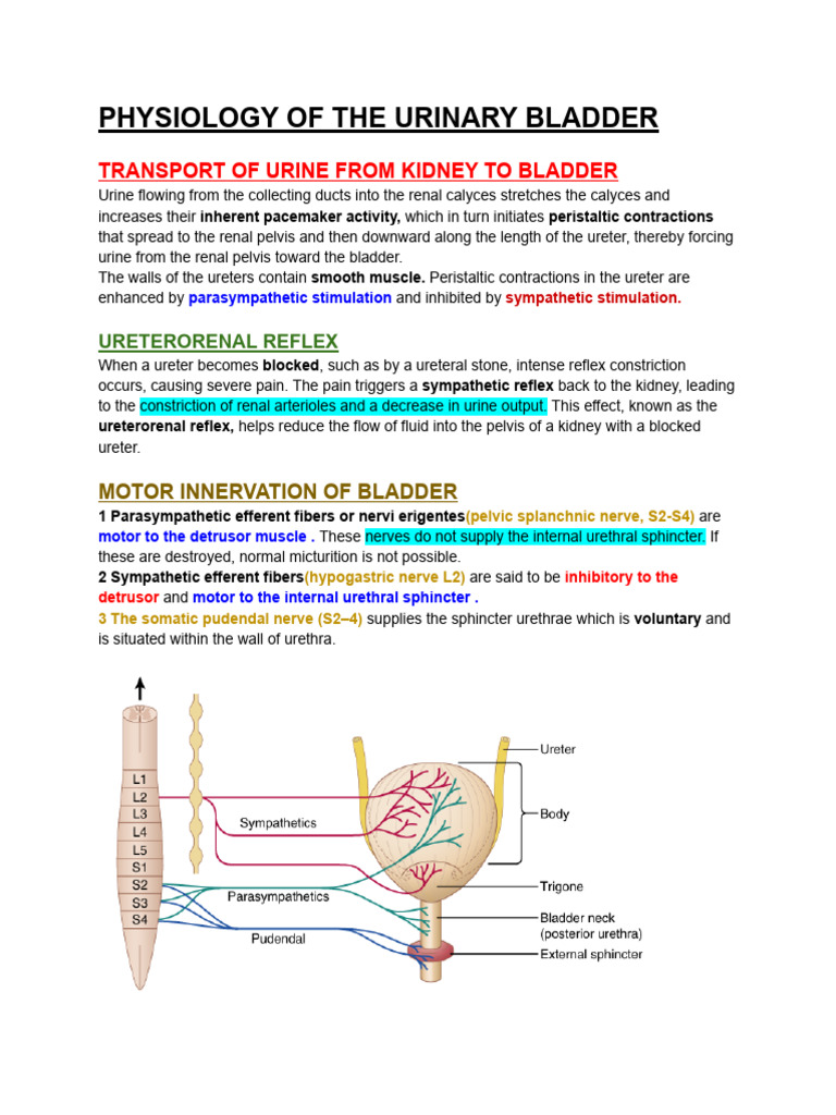 Physiology of The Urinary Bladder | PDF | Urination | Urinary Incontinence