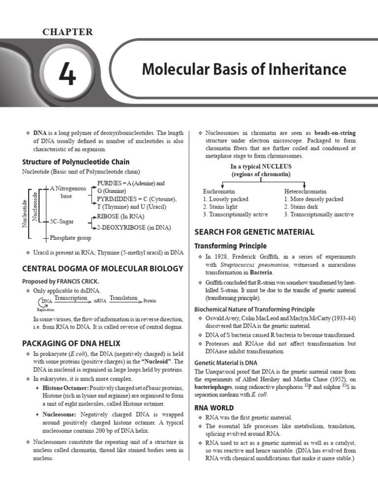 04 - Molecular Basis of Inheritance - Theory | PDF | Dna | Gene