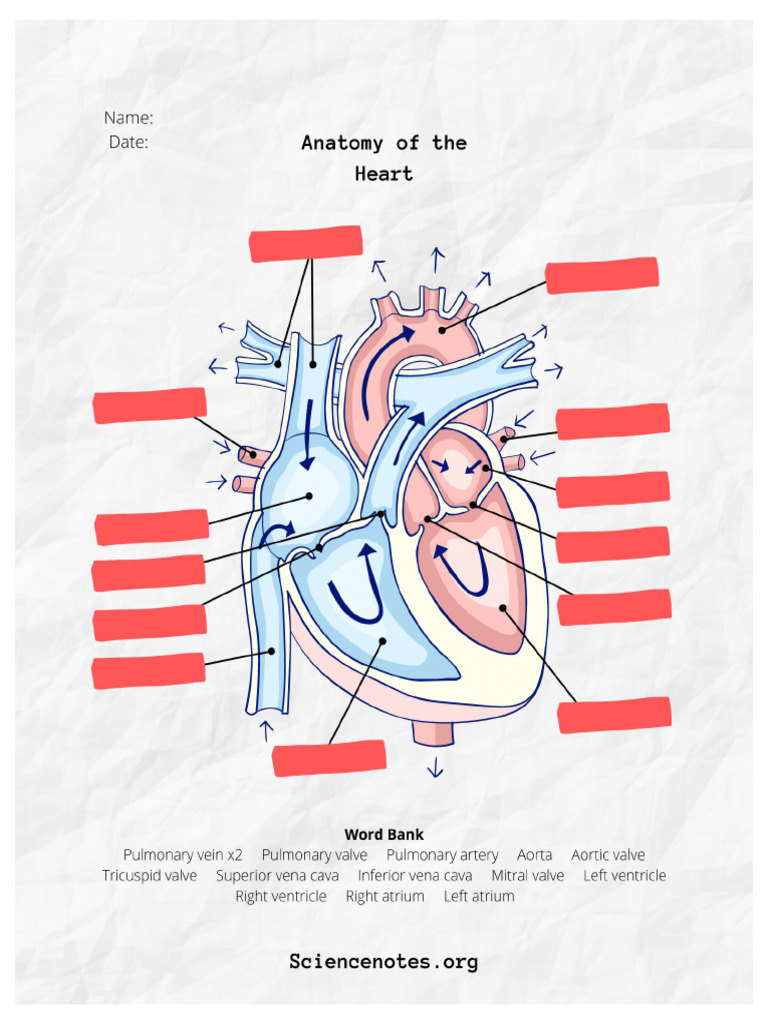 Anatomy of The Heartws | PDF