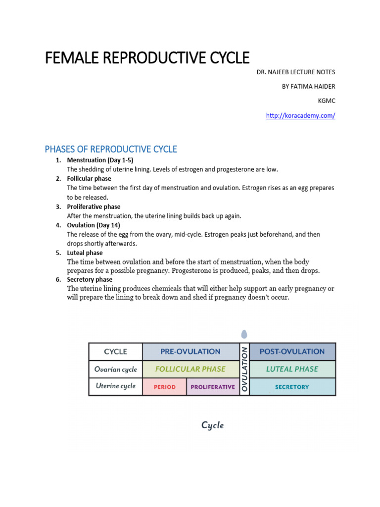 03 - Female Reproductive Cycle | PDF | Menstrual Cycle | Luteinizing ...