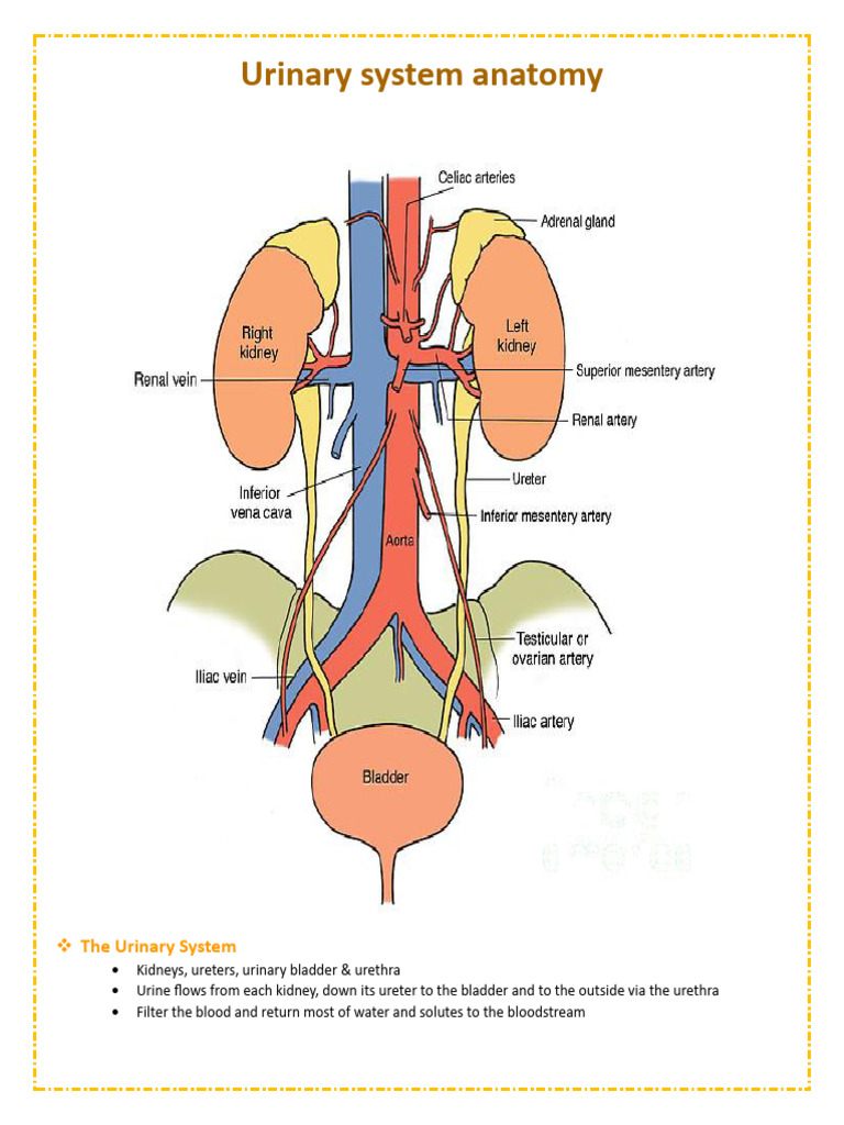 Urinary System Anatomy | PDF | Kidney | Urinary System