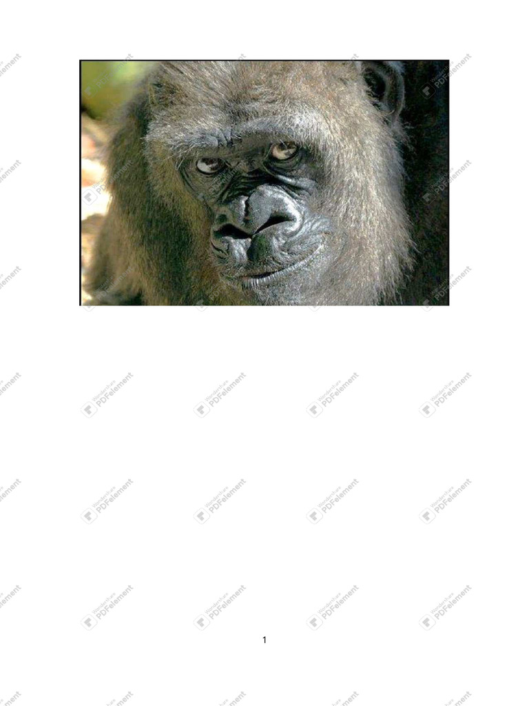 Singe | PDF
