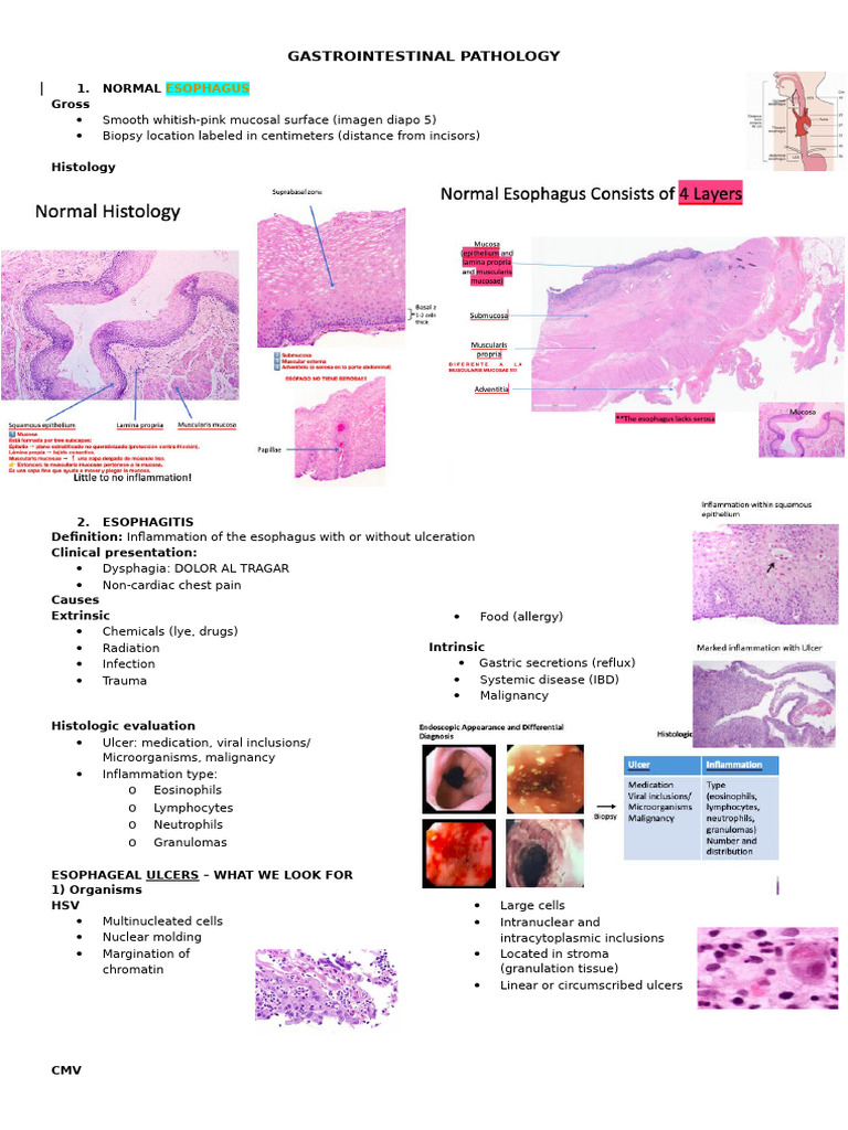 Gastrointestinal Pathology | PDF | Esophagus | Stomach