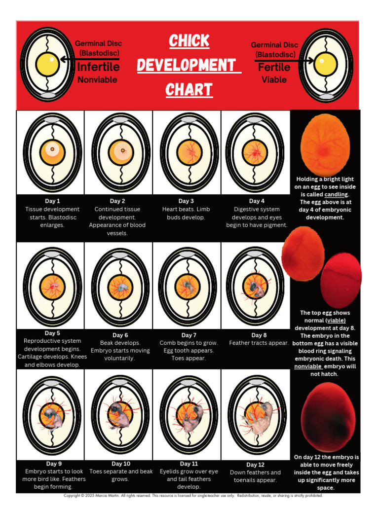 ChickenEmbryology21DayChickDevelopmentChartDayByDayDevelopment-1 | PDF ...