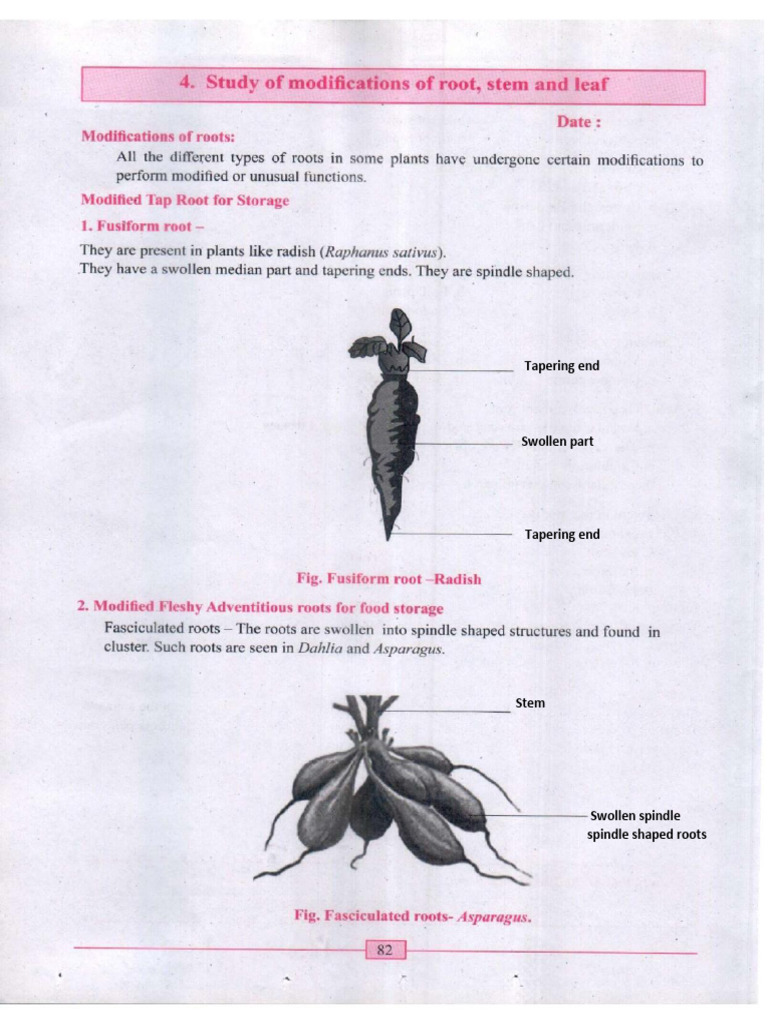 Study of Modications of Root, Stem and Leaf | PDF