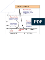 Action Potential