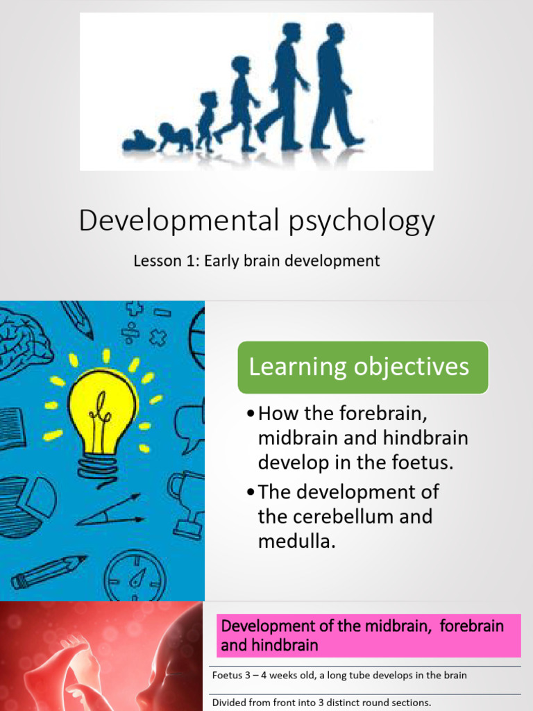 Development Lesson 1 Early Brain Development | PDF | Brain | Nervous System