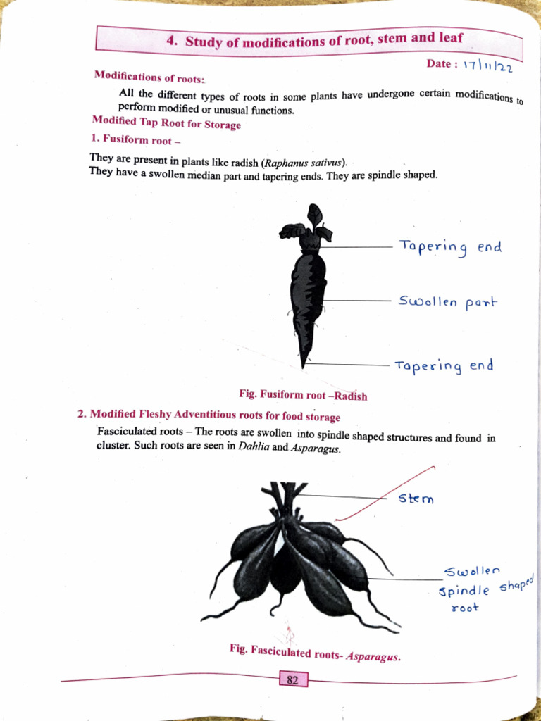 Root, Stem, Leaves Modification | PDF | Leaf | Root