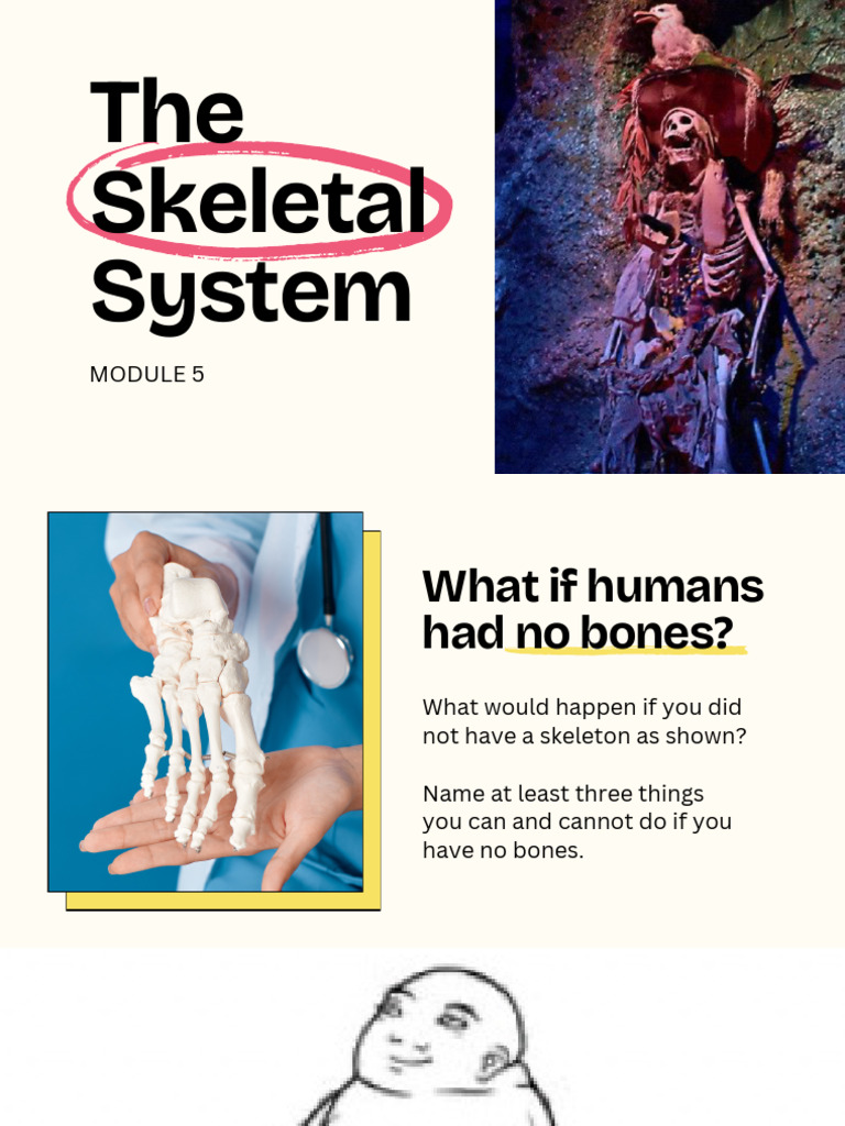 Session 5 Skeletal System 1 | PDF