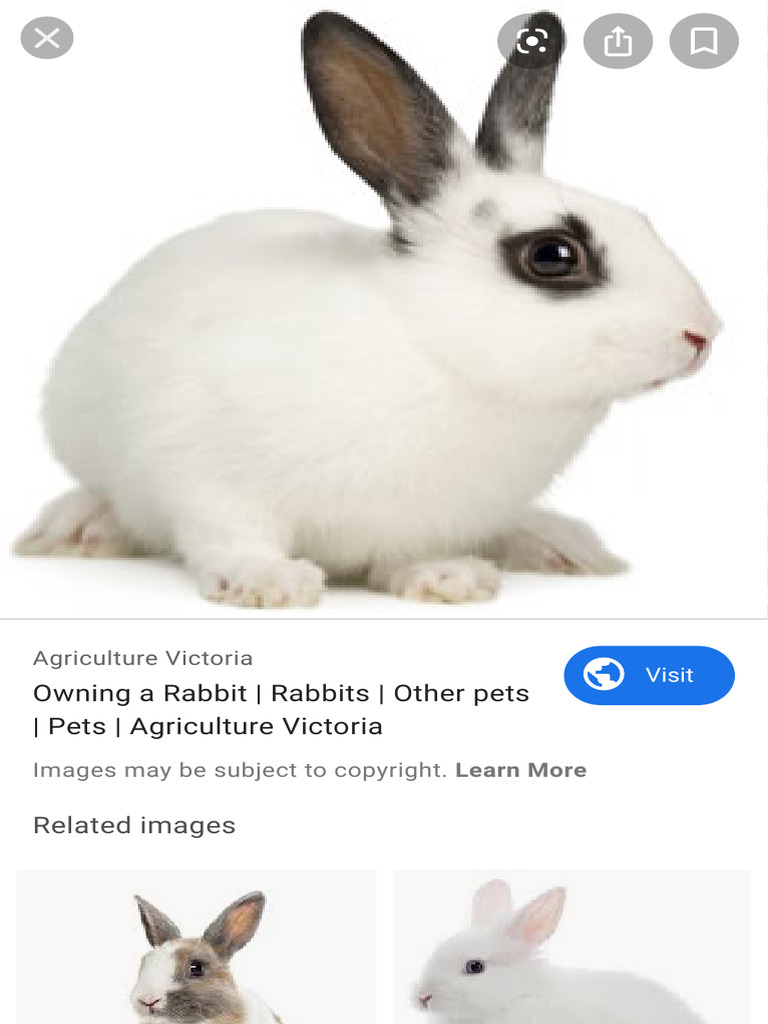 Rabbit - Google Search | PDF