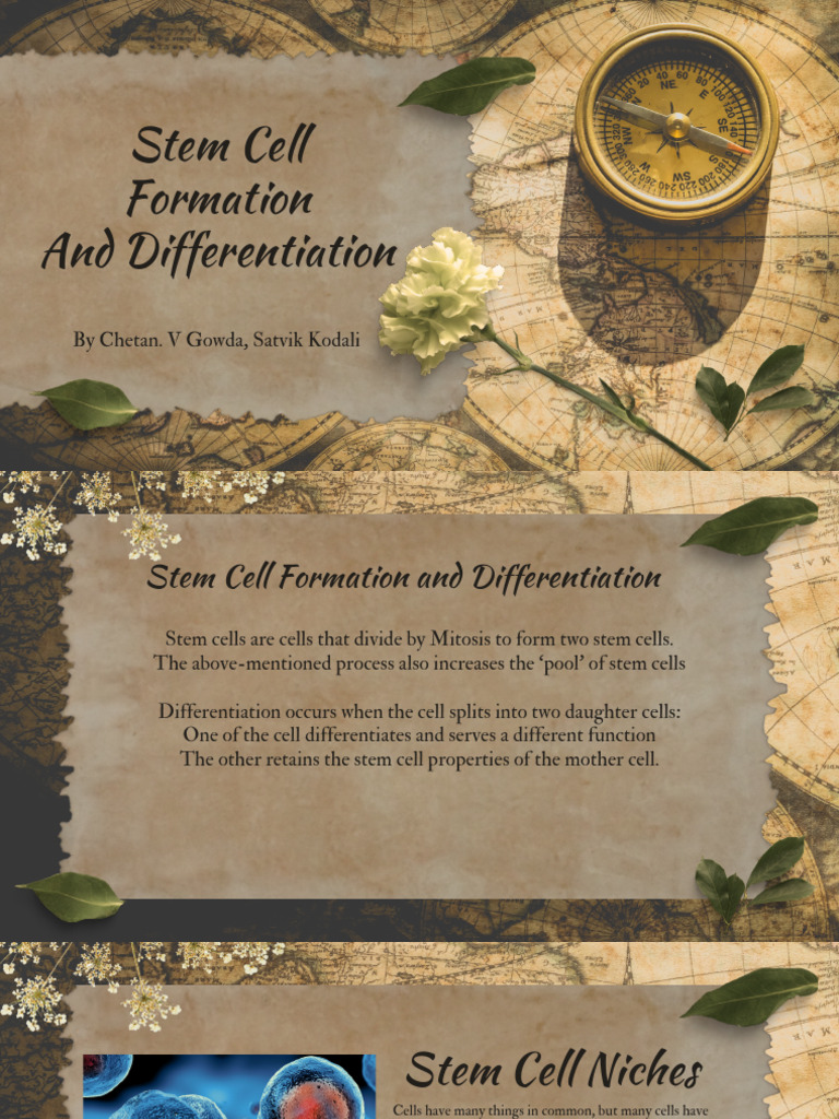 Stem Cell Formation and Differentiation | PDF | Cell Potency | Stem Cell