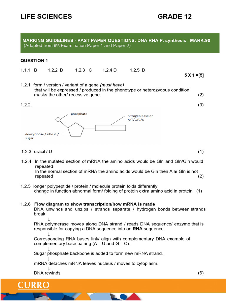 Past Paper - Dna Rna Protein Synthesis MG | PDF | Rna | Dna