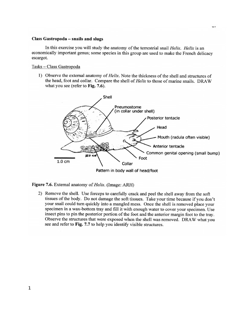Helix Dissection 10_3 2026 (2) | PDF