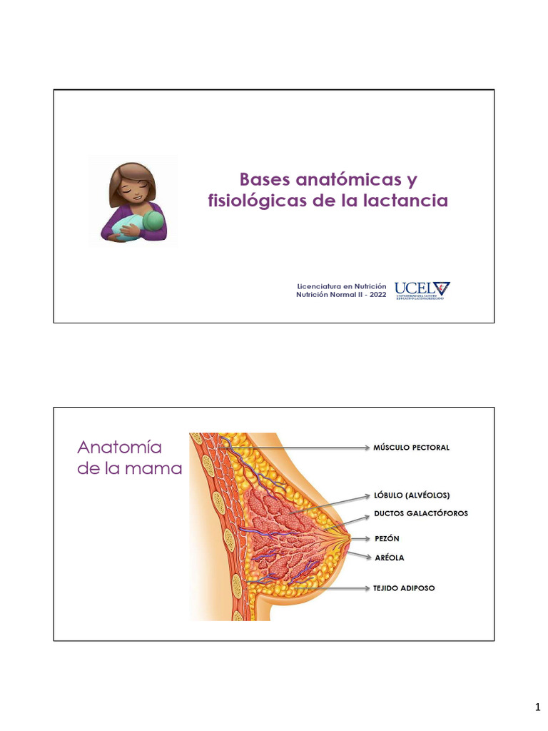 Lactancia - Parte 1 | PDF