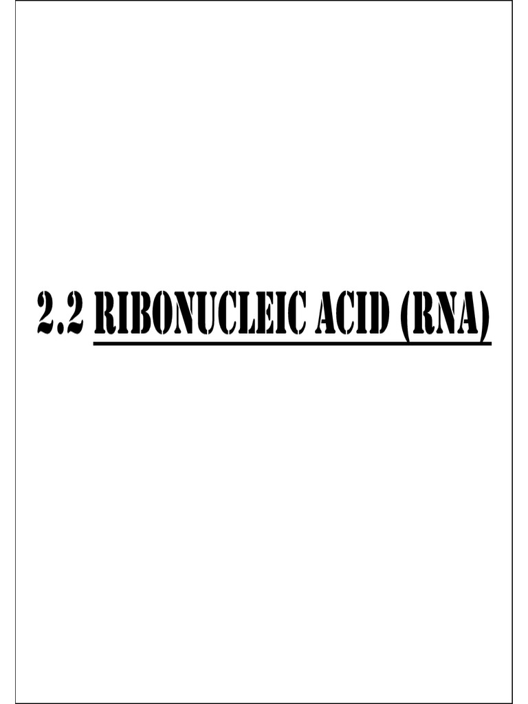 RNA and Transcription 08 Slides | PDF | Rna | Ribosome
