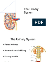 lecture23-theurinarysystem-110419162037-phpapp02