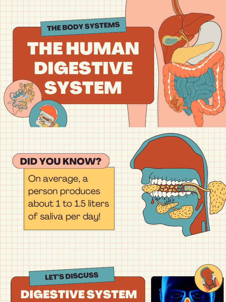 The Digestive System | PDF | Digestion | Gastrointestinal Tract