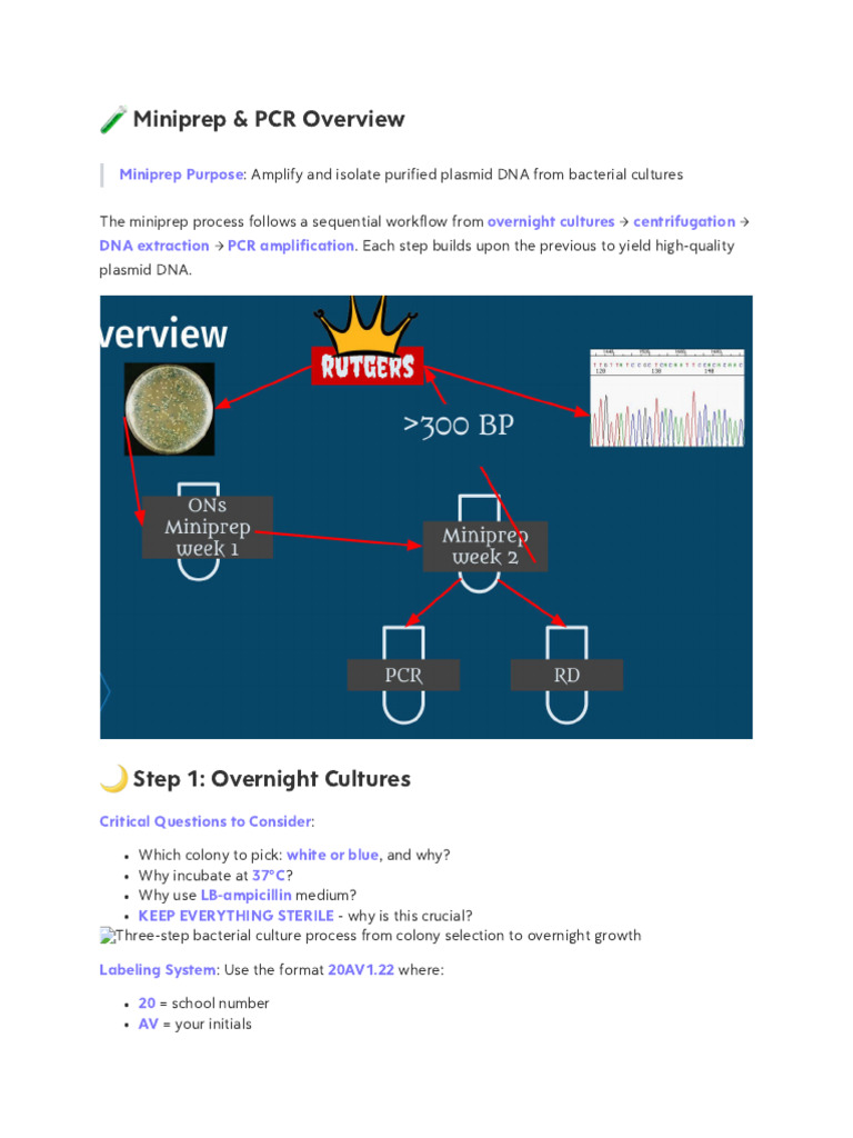 25-26 NEWBIES Week 3 - Labs PT 1 - Minipreps and PCR | PDF | Polymerase ...